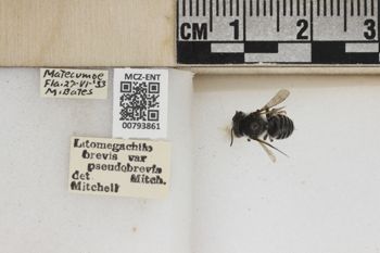 Media type: image;   Entomology 793861 Aspect: Labels